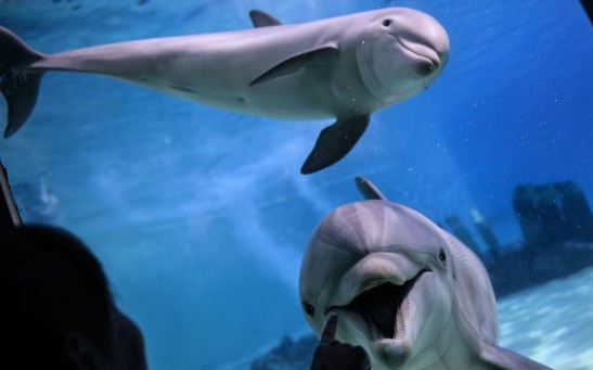 Dolphins Show Open-Mouth 