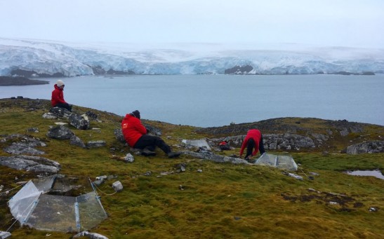 Rapid Warming in Antarctica Sees Vegetation Growth Expand Tenfold Since 1986