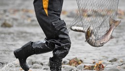 Record Low Salmon Stocks in UK Rivers Raise Alarms on Environmental Impact