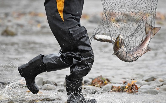 Record Low Salmon Stocks in UK Rivers Raise Alarms on Environmental Impact