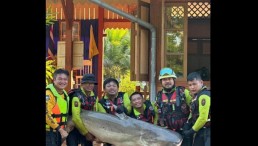 Massive 200-Pound Catfish Rescued From Mekong River After Being Trapped in Flood