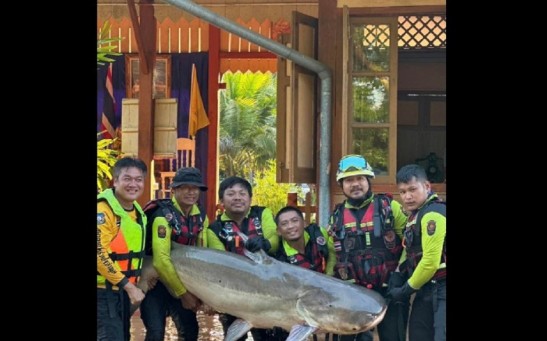 Massive 200-Pound Catfish Rescued From Mekong River After Being Trapped in Flood