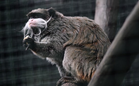 Hong Kong’s Oldest Zoo Investigates Monkey Deaths After Nine Die in Two Days