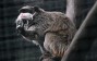 Hong Kong’s Oldest Zoo Investigates Monkey Deaths After Nine Die in Two Days