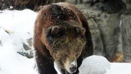 Bear Meat Gathering in North Carolina Leads to Parasitic Outbreak, CDC Suspects