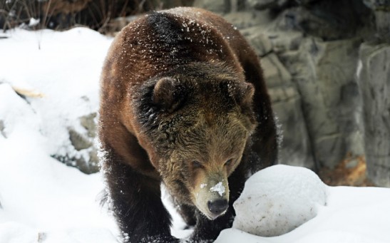 Bear Meat Gathering in North Carolina Leads to Parasitic Outbreak, CDC Suspects