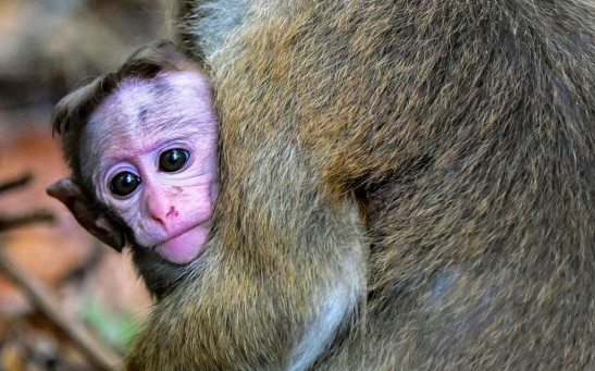 Monkey’s Vision Restored with Human Stem Cells in Groundbreaking Retinal Repair Study