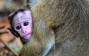 Monkey’s Vision Restored with Human Stem Cells in Groundbreaking Retinal Repair Study