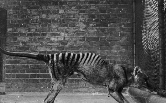 Tasmanian Tiger Extinct