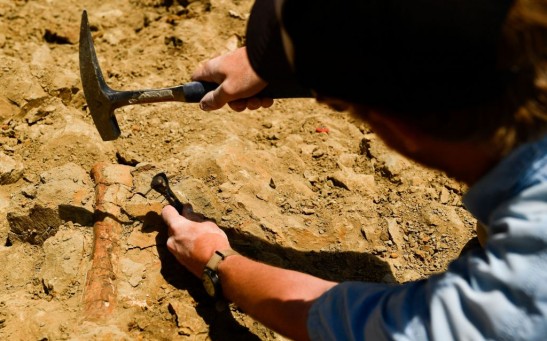 Ancient Fossil Found in New York Shines Like Gold, Revealing a 450-Million-Year-Old Species