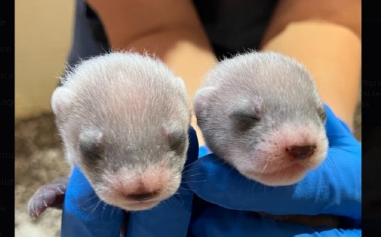 Cloned Black-Footed Ferret Gives Birth to Two Healthy Kits