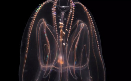 Atlantic Comb Jelly’s Age Reversal Surprises Scientists