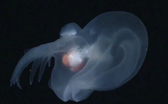 Glowing Sea Creature Found Miles Below Ocean Surface