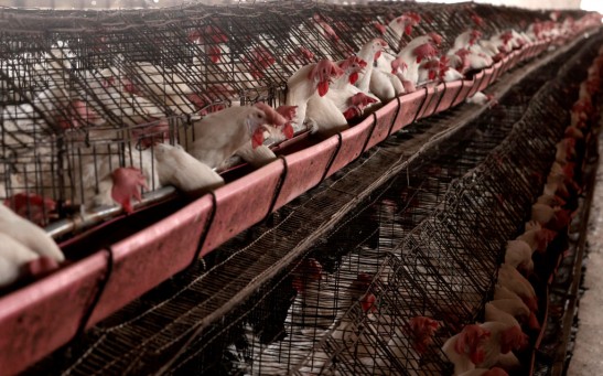 Canada’s First Bird Flu Case Detected in Teen, Health Officials Investigating Source