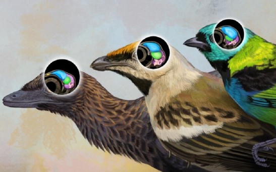 Rare Fossil Reveals Key Clues About Evolution of Bird Brains from Dinosaurs