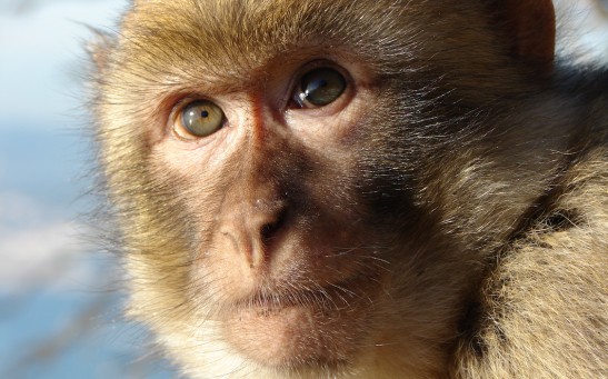 Gibraltar Macaque