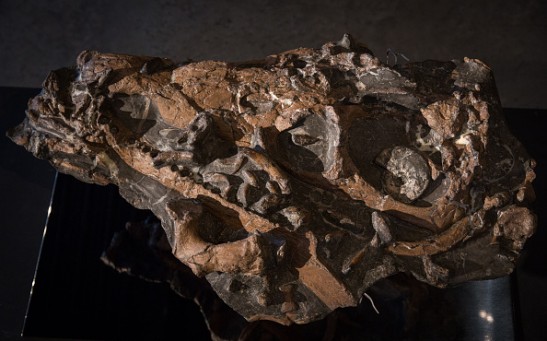 Baby Allosaurus Skeleton Forms Centrepiece Of Auction Preview