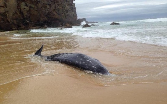 Rare Beaked Whale Washed Ashore in Australia, Oct 14.