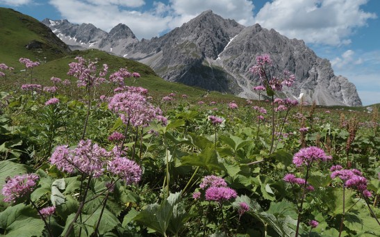 Purple wildflowers blossom in a valley below the Zirmenkopf peak in the Raetikon mountain range on August 4, 2016 near Brand, Austria. 