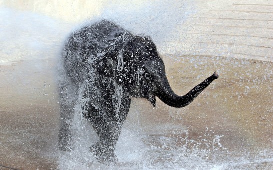 Asian elephant Kandula, 3, plays in a jet of water during the annual 'Pumpkin Stomp' November 8, 2005 at the Smithsonian National Zoological Park in Washington, DC. 