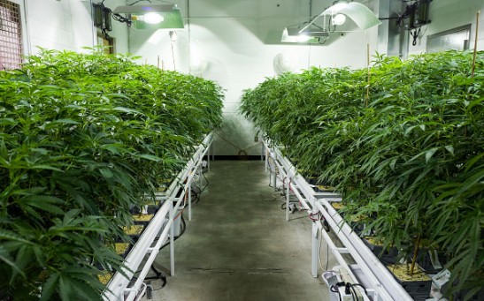 Cannabis plants grow in the 'vegetation room' at Vireo Health's medical marijuana cultivation facility, August 19, 2016 in Johnstown, New York.