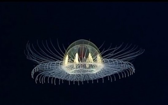 UFO jellyfish spotted in Samoa