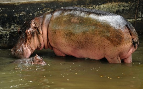 El Salvador national zoo's beloved Gustavito the Hippo was killed by gang violence