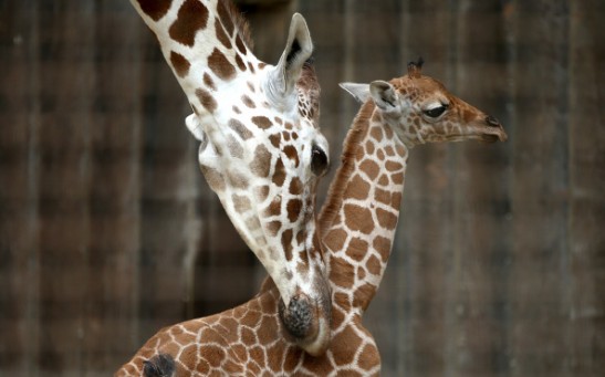 Baby Giraffe Born At San Francisco Zoo