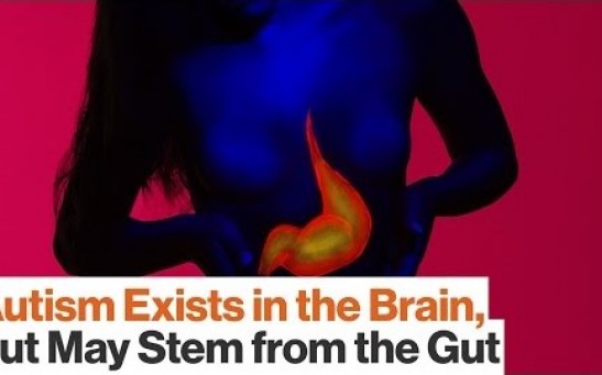 Gut bacteria affects the brain 