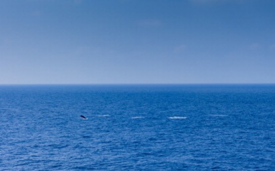 Whales - True's Beaked - in Bay of Biscay