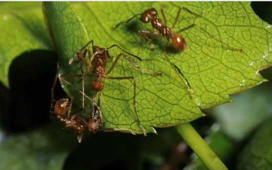 The ants use their special mandibles to saw off pieces of plants. 