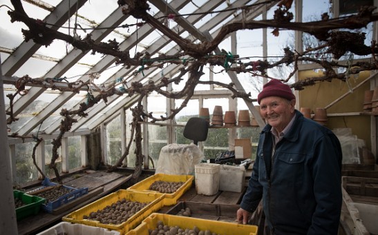 St Martin's islander 90-year-old Derek Perkins poses for a photograph with potatoes he still grows on his farm on St Martin's on the Isles of Scilly on February 18, 2017 in Cornwall, England. 